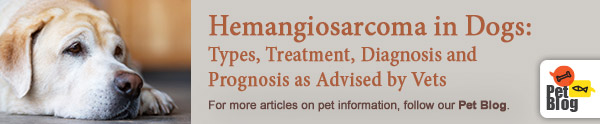 HD-PetBlog-Hemangiosarcoma-Jan21.jpg