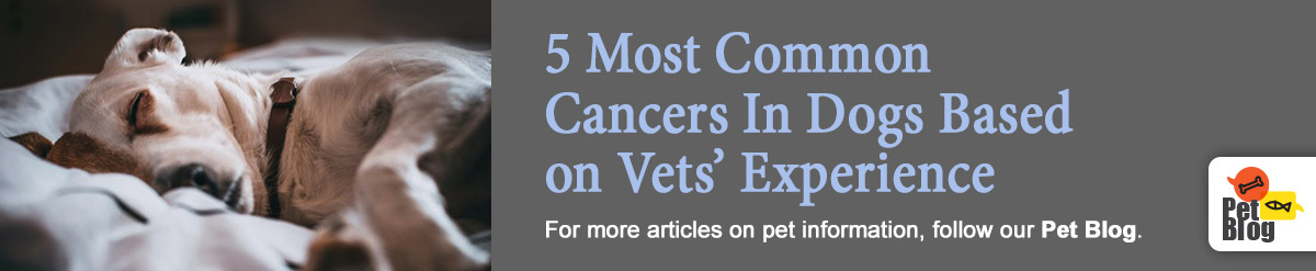 Banner-PetBlog-common-cancers-in-dogs-Sep20.jpg