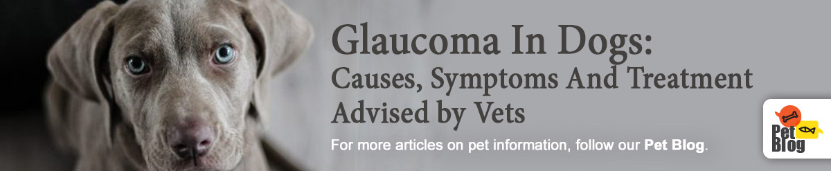 Banner-PetBlog-Glaucoma-in-dogs-Oct20__1_.jpg
