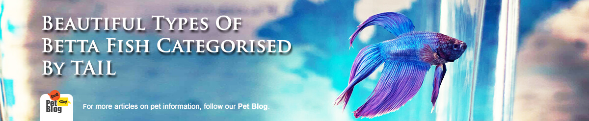 Banner-PetBlog-BettaFishTail-Jul20.jpg