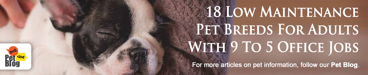 Banner-PetBlog-PetBreeds-Feb20.jpg