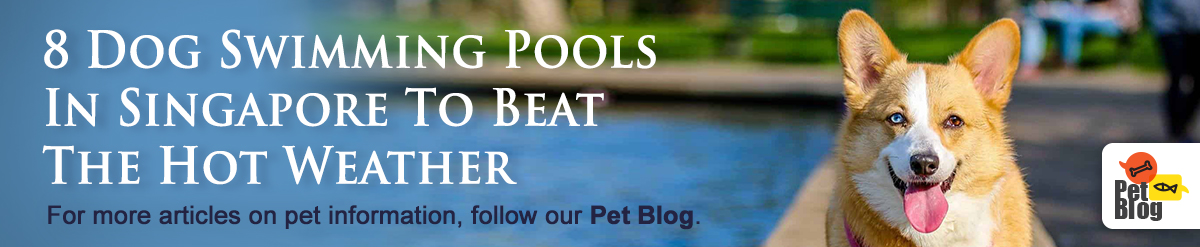 Banner-PetBlog-SwimmingPool-Jan20.jpg