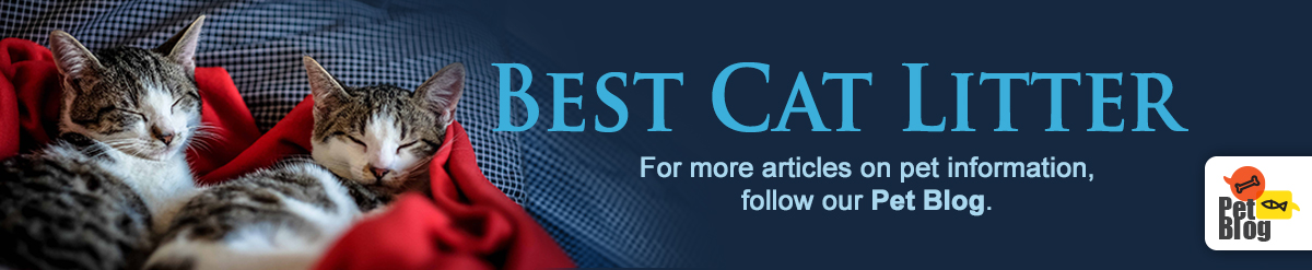 Banner-PetBlog-BestCatLitter-July19.jpg
