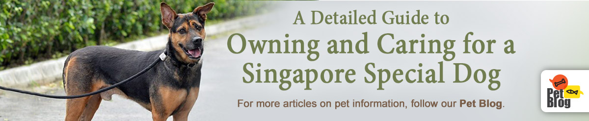 Banner-PetBlog-Singapore-Special-Dog-Jun21.jpg