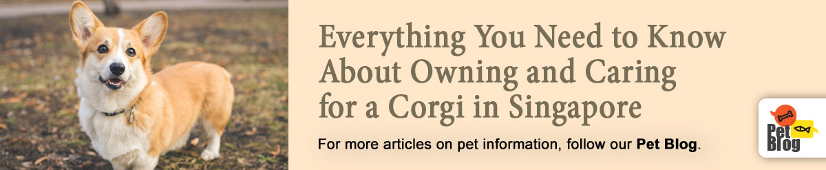 Banner-PetBlog-Corgi-Dec20.jpg