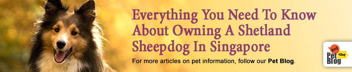 Banner-PetBlog-Shetland-Sheepdog-Mar21.jpg