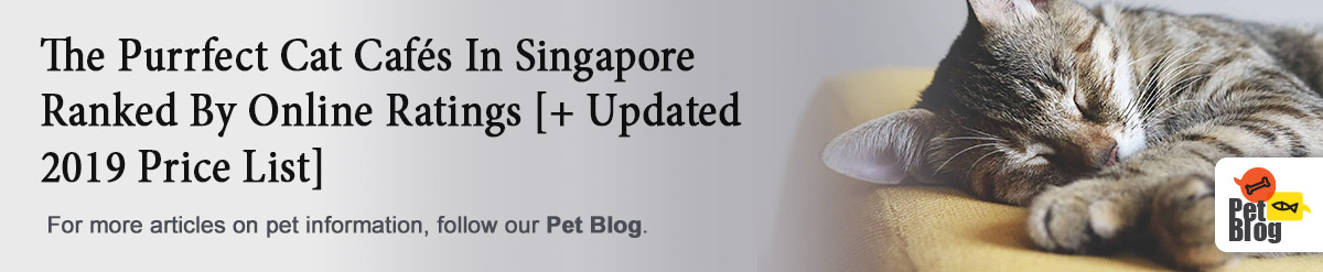 PetBlog-Banner-Cat-Cafes-in-Singapore.jpg