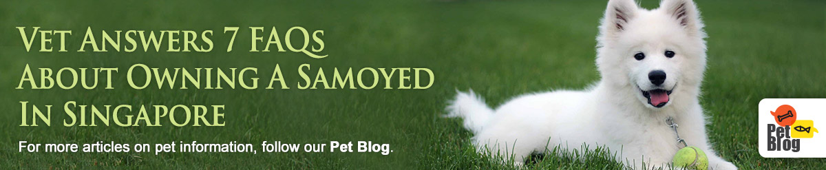 Banner-PetBlog-Samoyed-May20.jpg