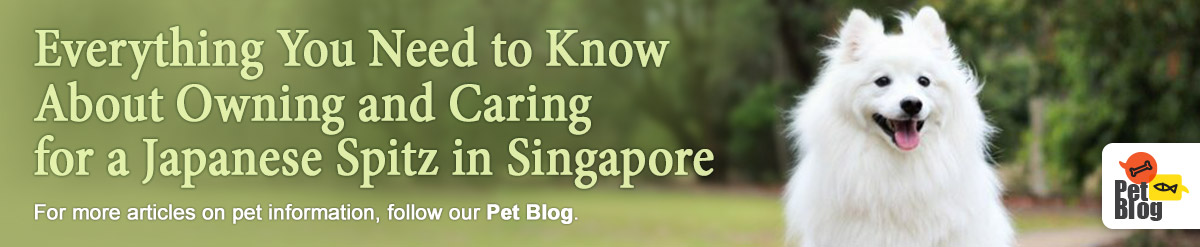 how much is a japanese spitz in singapore