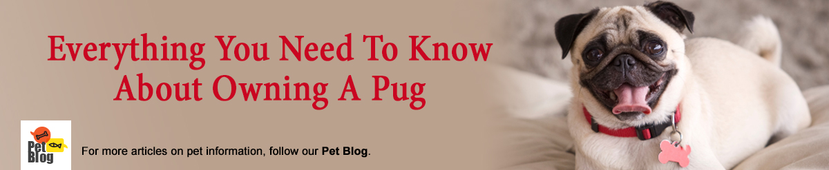 Banner-PetBlog-Owning-A-Pugs-Dec21.jpg