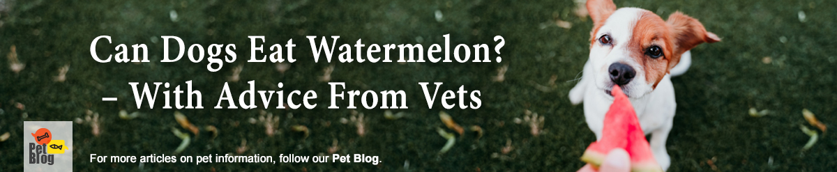 Banner-PetBlog-EatWatermelon-Apr22.jpg