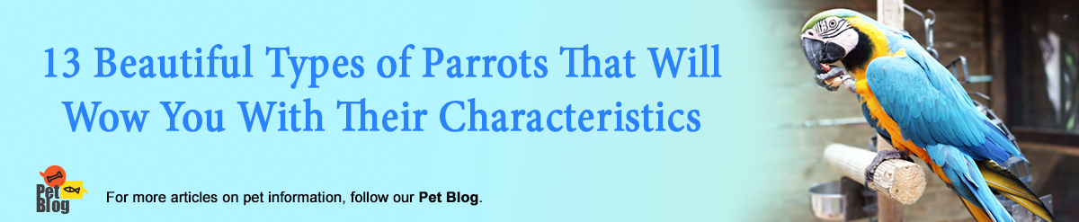 Banner-PetBlog-Parrots-Jun22.jpg