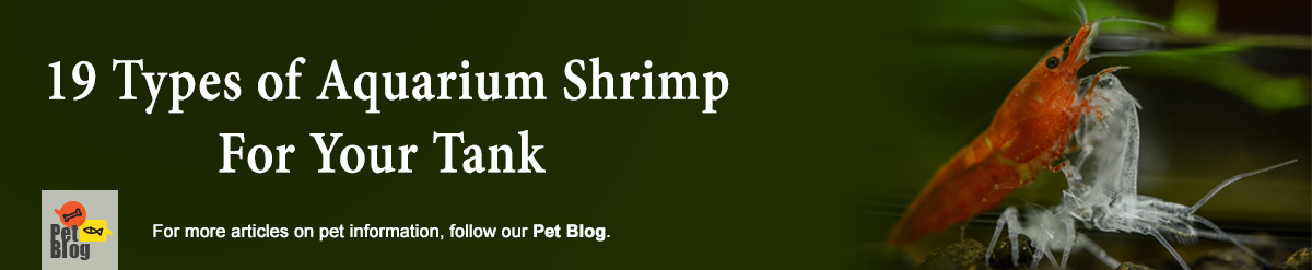 Banner-PetBlog-AquariumShrimp-Aug22.jpg